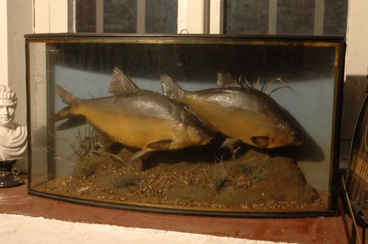 antiquariato: Small tank in wood with fishes